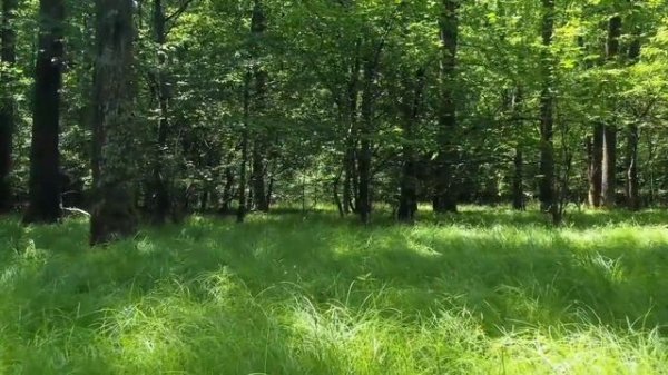 MARDON ISMINING MA'NOSI #MARDON #MANOSI #ISIM #ISMINING #ISMI #MANO #МАРДОН #ИСМИ #ИСИМ #МАЬНОСИ