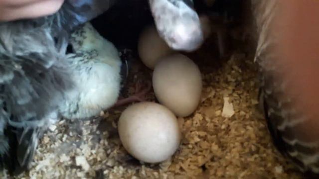 Вывод индюшат на улице ранней весной смотреть онлайн