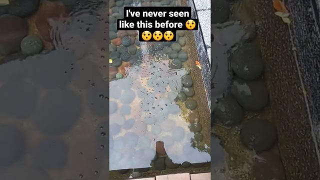amazing bubbles #bubble #lifehack #shorts смотреть онлайн
