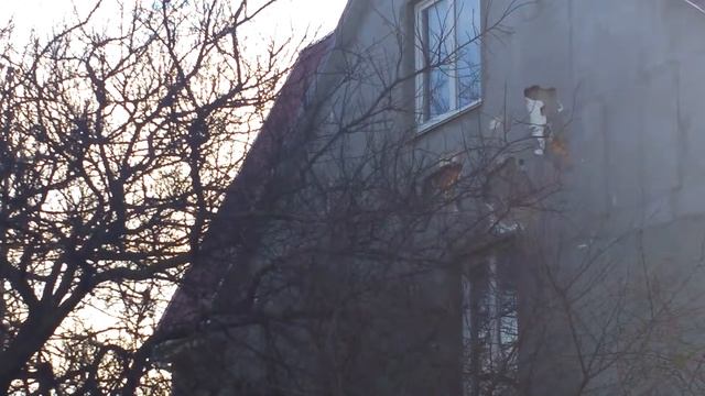 Фасад дома, птицы выклевывают пенопласт смотреть онлайн