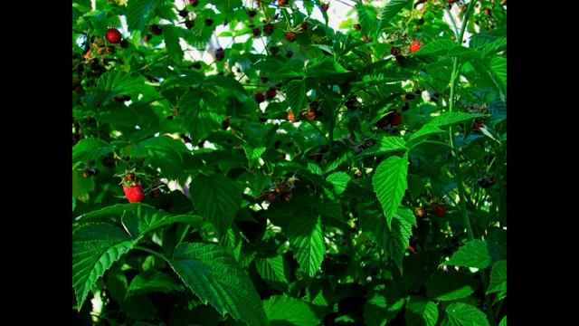 День 27 Счастливое Материнство в Роду #МолитвыРода#МолитвыГосподи#МолитвыОчищенияРода# смотреть онлайн