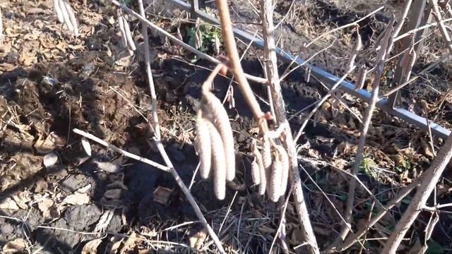 Фундук ,начало цветения. смотреть онлайн