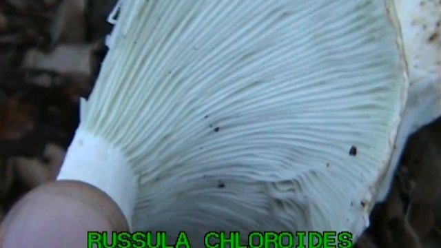 russula chloroides смотреть онлайн