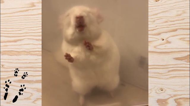 Лучшие приколы про ШИНШИЛЛ! Смешные ШИНШИЛЛЫ! Funny chinchillas❤#18 смотреть онлайн