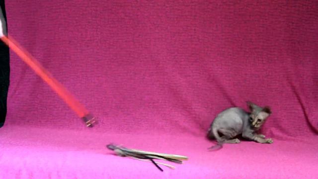 Канадские сфинксы 2 мес.ПОМЕТ G ,питомник STAR-LINE смотреть онлайн