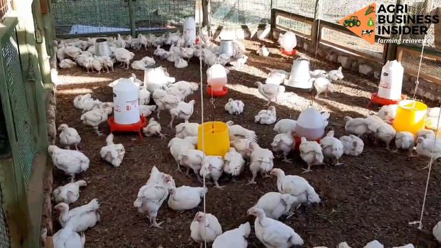 If Your Chickens are thin, lay less eggs, Give them GINGER... смотреть онлайн