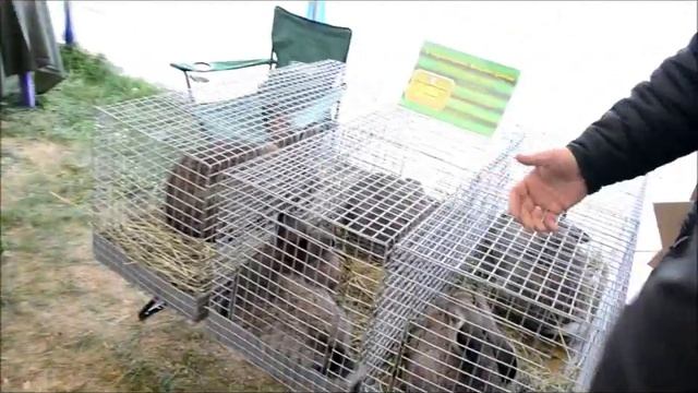 Ярмарка кроликов. Fair rabbits. смотреть онлайн