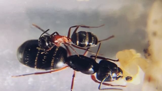 Кампонотус Геркулеанус (Camponotus herculeanus) - Красногрудый муравей древоточец. Муравьи дома. смотреть онлайн