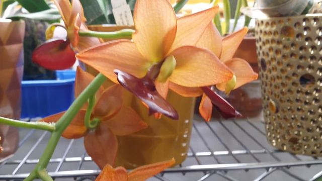 Orchid Buds Finally Opened, Featuring, Cycnodes Taiwan Gold 'Orange' & More смотреть онлайн