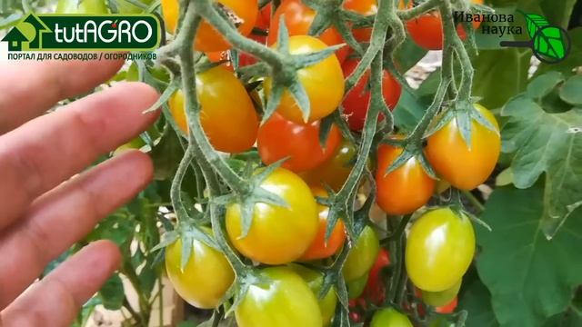 Растим ТОЛЬКО вкусные ТОМАТЫ! 6 причин, почему томаты могут быть твердые, белые внутри или несладки смотреть онлайн