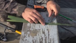 Ловля БЕЛОГО АМУРА на КАМЫШ... Рыбалка на ПОПЛАВОК и ДОНКИ!!! Карась на удочку в болоте