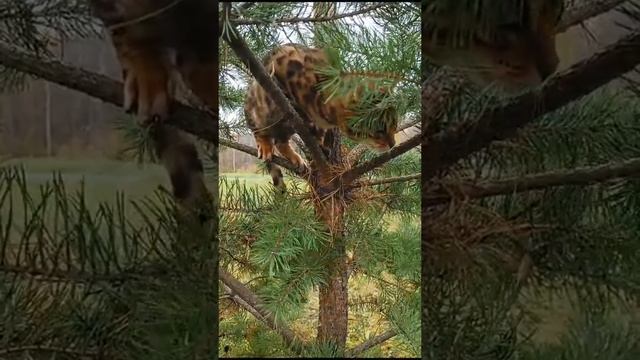 Бенгальская кошка ?