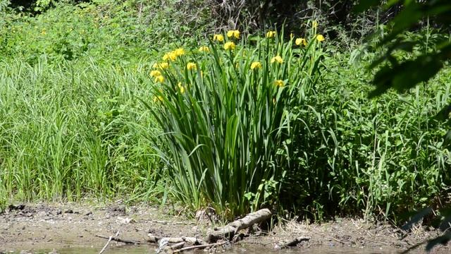 NIKON D7000 18-105 VR test video 2 смотреть онлайн