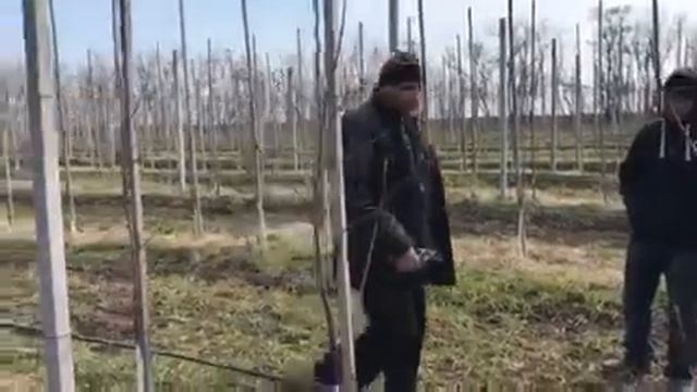 Интенсивный яблоневый сад! Питомник Маценко. смотреть онлайн