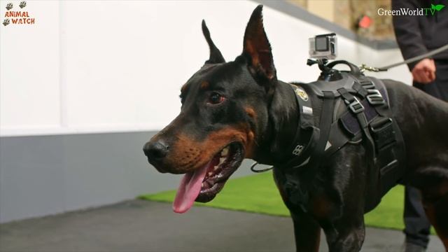 DOBERMAN PINSCHER VS CHINESE RED DOG LAIZHOU HONG - Who is superior? смотреть онлайн