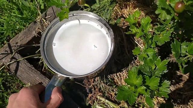 Белый налет на крыжовнике. Мучнистая роса на крыжовнике, способы лечения и профилактики смотреть онлайн