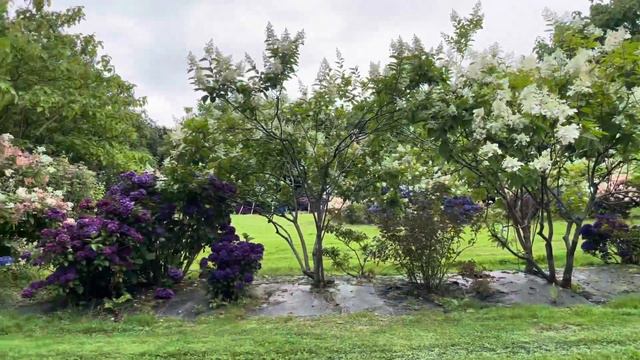 The largest Collection of HYDRANGEAS in the world. part 1 смотреть онлайн