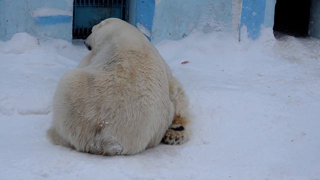 Кай и сорока. смотреть онлайн
