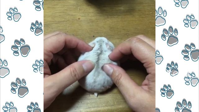 Смешное видео про ДЖУНГАРИКОВ ХОМЯЧКОВ! #смешныехомяки приколы с хомяками смотреть онлайн