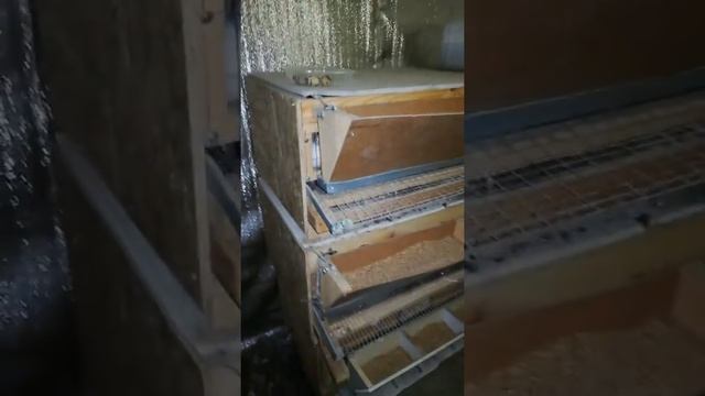 Курятник для перепелов построен. Часть 3.Окончание строительства. смотреть онлайн