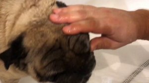 Постоянная проблема, как часто мыть мопса? #уходзамопсом