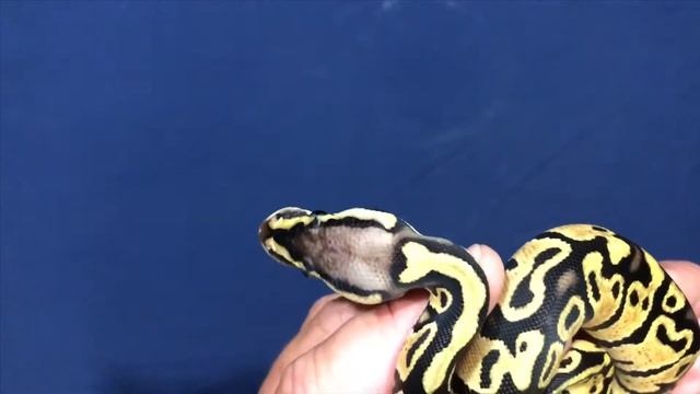 2020 Ball Python Clutch #1 Update Normal x Super Pastel Het Clown смотреть онлайн