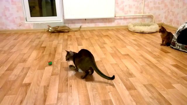 Натуральные игрушки для кошек: кроличья лапка и кроличий хвост смотреть онлайн