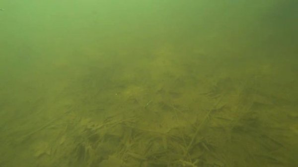 Игра Jackall Timon Tricoroll Ryushin 53HW