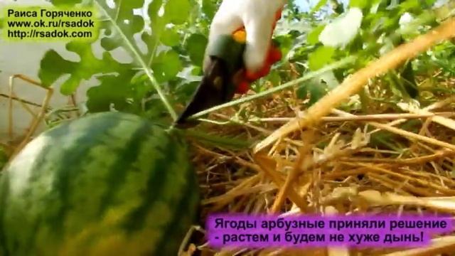 Ягодки арбузные приняли решение растем и будем не хуже дынь! смотреть онлайн