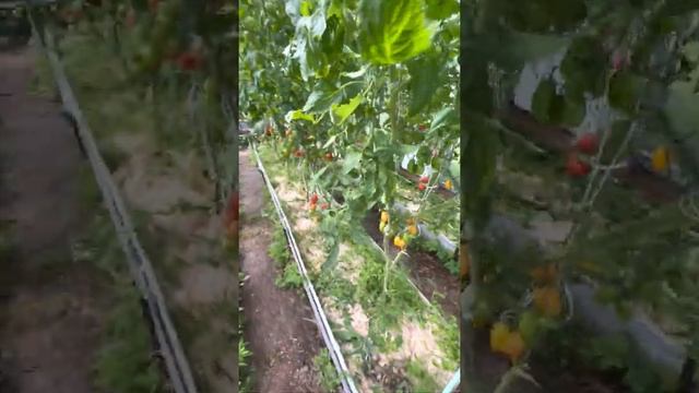 Обзор теплицы с томатами,  перцами, баклажанами и маленькие хитрости. Ленинградская область 16 июня