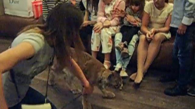 Рысь на праздник - 8 916 - 702-11-08 смотреть онлайн