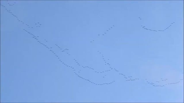 Огромный клин птиц. Пришла весна. Киев. Украина. 18.03.2019 г. смотреть онлайн