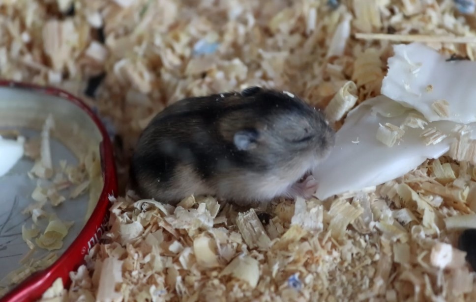 У ХОМЯЧАТ ОТКРЫЛИСЬ ГЛАЗКИ! ХОМЯЧАТАМ 12 ДНЕЙ ОТ РОДУ! смотреть онлайн