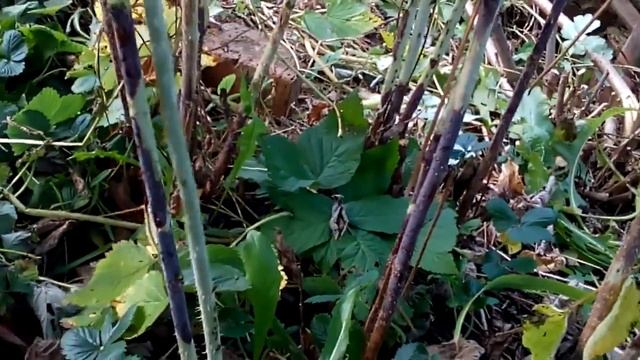 Завяжем бантики малине Готовим малину к зиме Обрезка малины смотреть онлайн