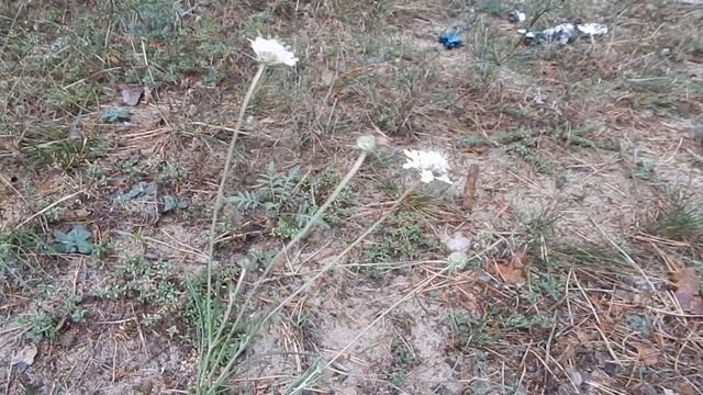 Скабіоза блідо-жовта Scabiósa ochroleuca смотреть онлайн