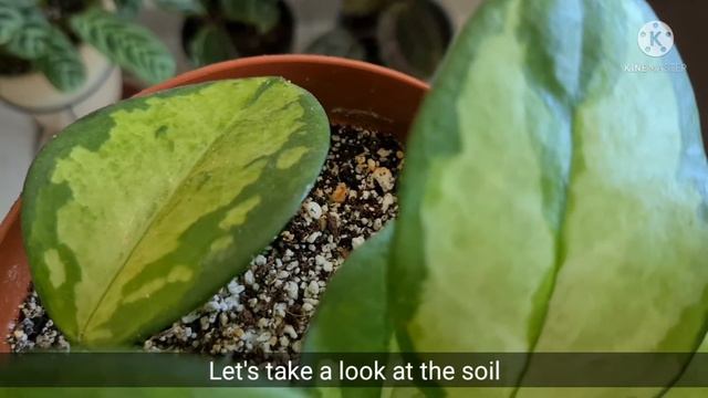 Hoya Australis Lisa | How To Keep Hoya Lush And Healthy