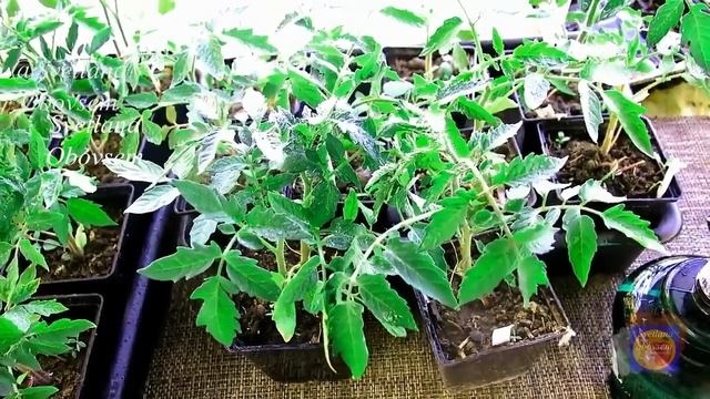 УЖЕ ВСЕ СОСЕДИ ЗНАЮТ ЭТОТ СЕКРЕТ.ЗА 2 СУТОК СТЕБЕЛЬ ТОЛЩЕ МИЗИНЦА .РАССАДА РАСТЕТ БОГАТЫРСКАЯ смотреть онлайн