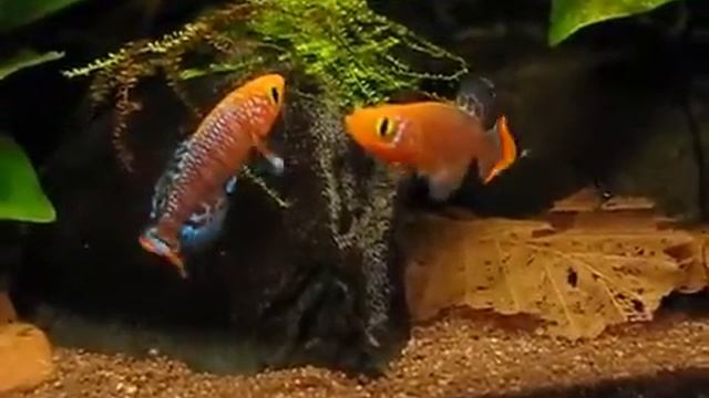Нотобранхиус Рахова (Nothobranchius rachovii) смотреть онлайн