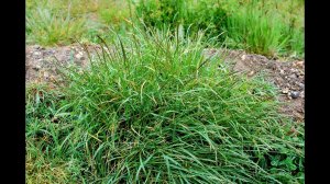 Борьба с сорняками.