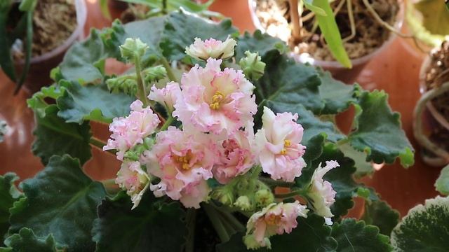 Мои фиалки и немного орхидей) смотреть онлайн