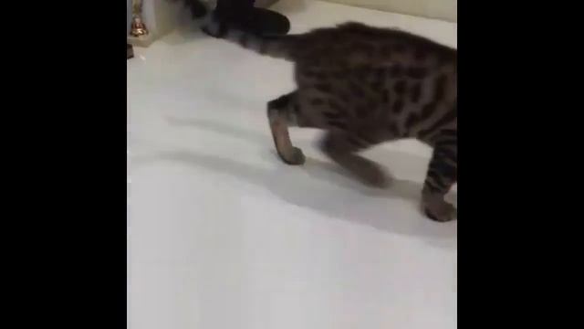 Котята чаузи ф2, Chausie F2 Kitten