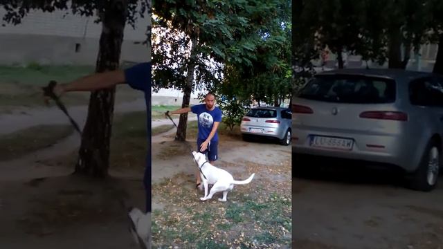Пітбультер'є́р без намордника. Для дільничого поліцейського. смотреть онлайн