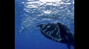 Синий кит. Животные для детей. Blue whale Песня Китов | Как поют киты?