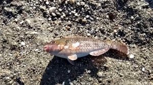 Рыбалка в Турции на удочку. Как ловить рыбу  в Средиземном море на удочку. Турция. Рыба лора видео