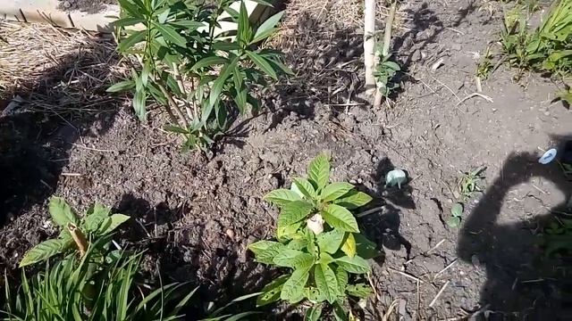 Особенности посадки бругмансий разного возраста , выдерживаем расстояние между растениями. смотреть онлайн