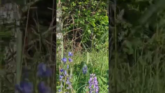 Мастер маскировки!🐰 смотреть онлайн