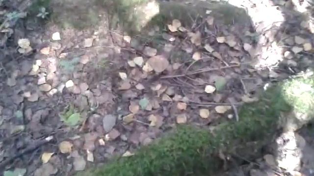 Грибы в лесу есть смотреть онлайн