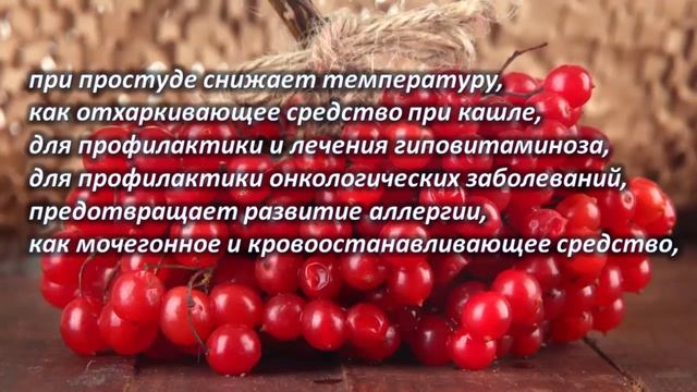 Уникальные способности калины. Калина – польза и вред для человека. смотреть онлайн