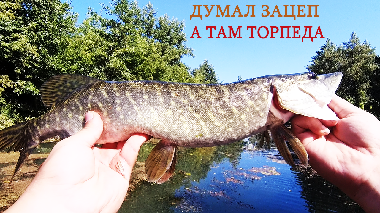 РЫБАЛКА На ЩУКУ в СЕНТЯБРЕ Думал ЗАЦЕП, Но он ОЖИЛ! Еле проплыл через этот КАМЫШОВЫЙ ЛЕС!