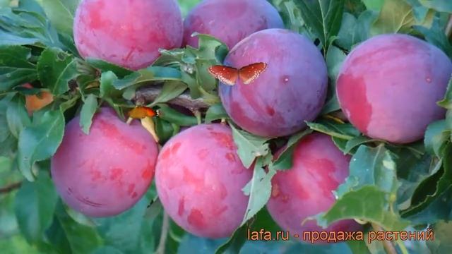 Алыча обыкновенная Кубанская комета ? обзор: как сажать, саженцы алычи Кубанская комета